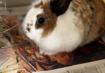 Can you help Calvin rebuild confidence?