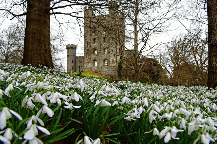 A carpet of snowdrops - photo credit Kim Reubins