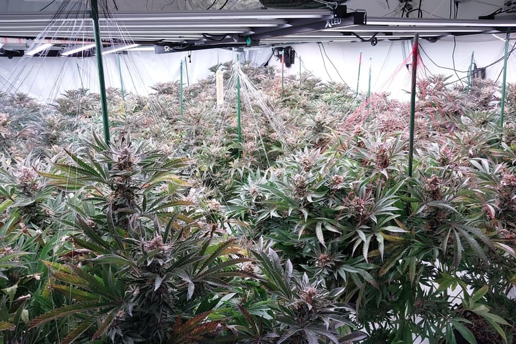 The cannabis being grown at a property in Farnborough.
