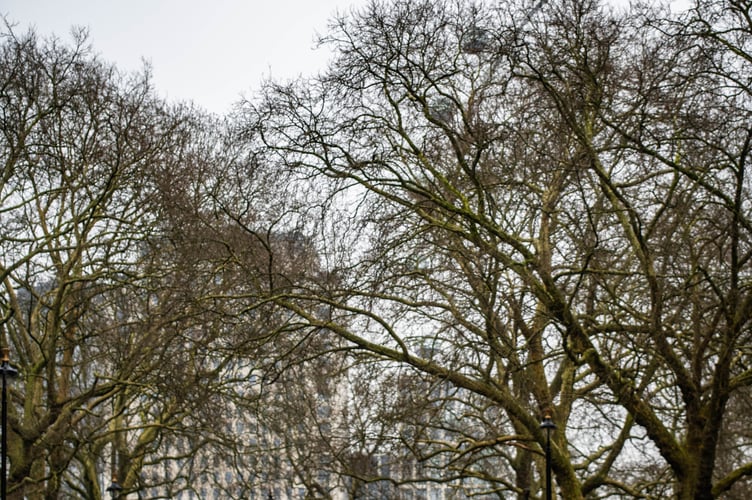 Embankment Gardens