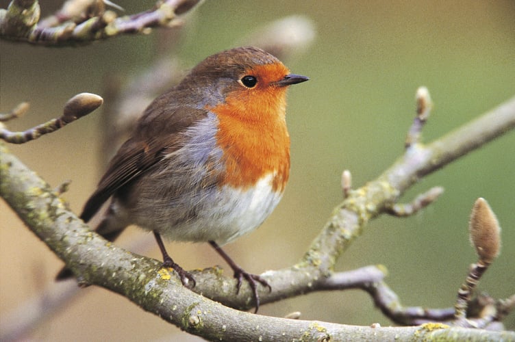 Robin