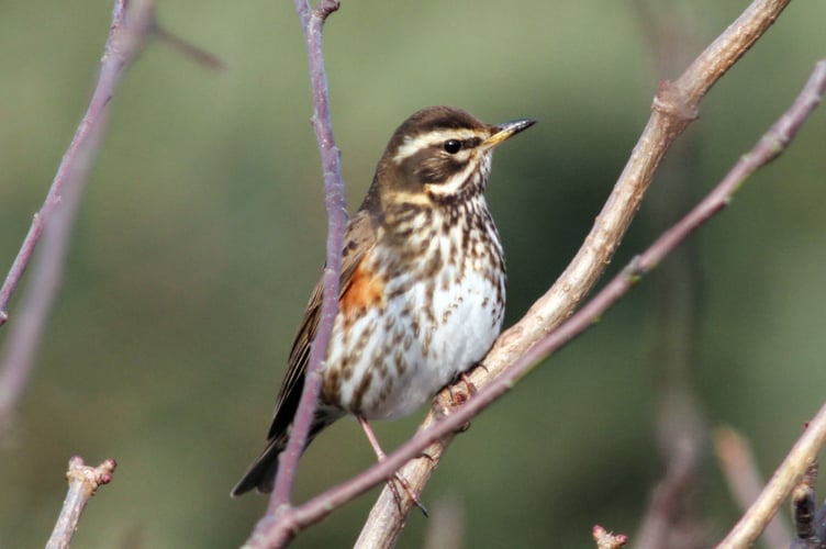 Redwing