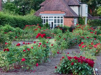 RHS unveils the perfect long-lasting red roses for Valentine’s Day