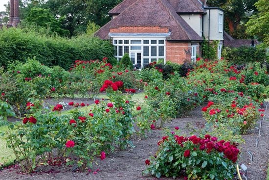 View of the colourful red roses in the trial beds at RHS Wisley