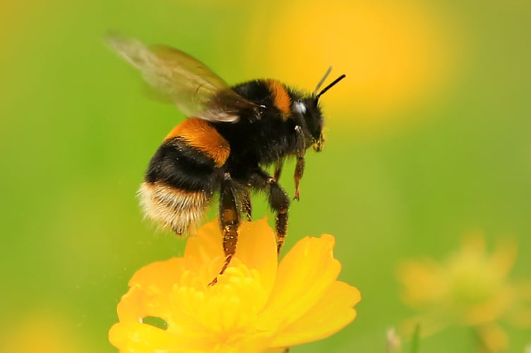 The pollinating buff-tailed bumblebee. Picture: Jon Hawkins, Surrey Hills Photography, Surrey Wildlife Trust