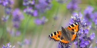 Defra ruling a vital win for wildlife