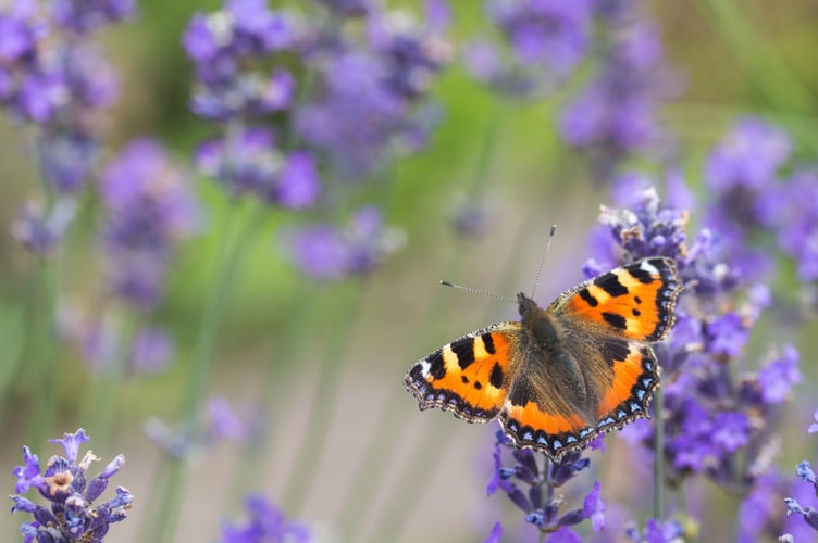 Small Tortoiseshell_credit Christopher Mills, Butterfly Conservation