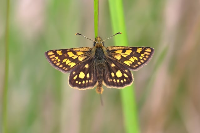 Bringing back the Chequered Skipper: UK’s butterfly revival in motion