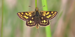 Bringing back the Chequered Skipper: UK’s butterfly revival in motion