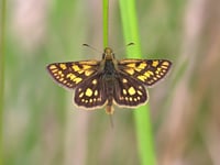 Bringing back the Chequered Skipper: UK’s butterfly revival in motion