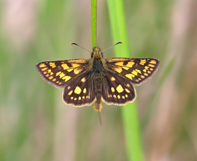 Bringing back the Chequered Skipper: UK’s butterfly revival in motion