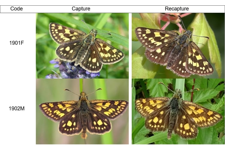 Photo comparisons of Chequered Skipper butterflies spotted at Rockingham Forest