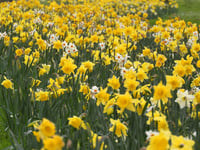 Daffodils! Can spring be far behind?