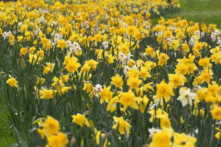 Daffodils