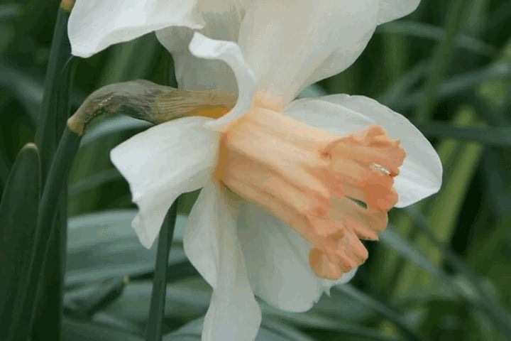 Mrs R O Backhouse daffodil (Image Philippa Gibson, RHS)