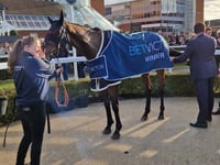 Bowen to miss Cheltenham Festival after receiving seven-day ban