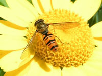 Give hoverflies helping hand this summer