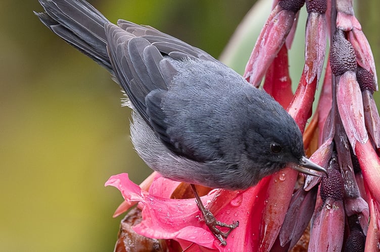 Annie Fluke: Slaty Flowerpiercer on flower