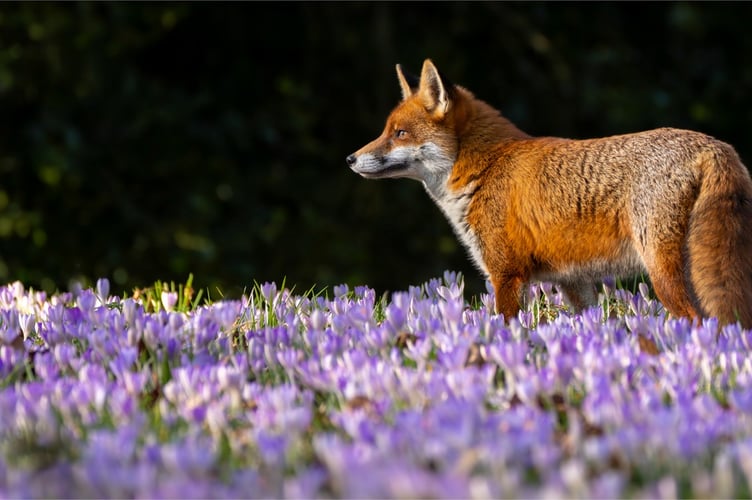 Connie Kinley: Springtime fox, Kew Gardens