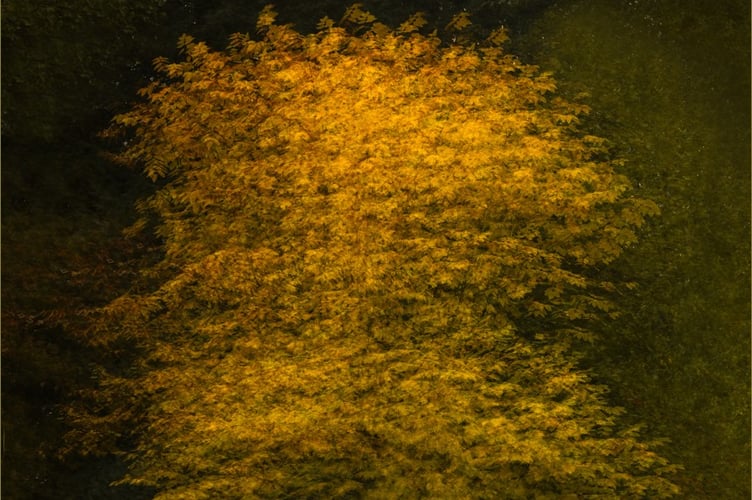Emma Rowland: Autumn Gold