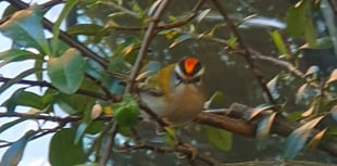 Rare firecrest spotted in Woking