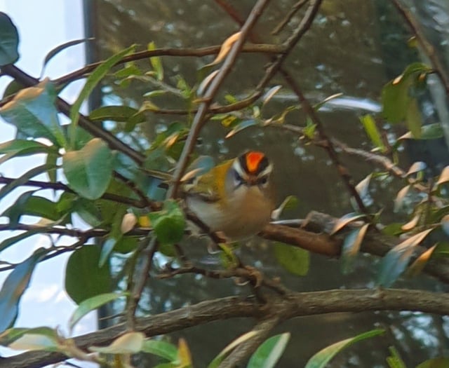 Rare firecrest spotted in Woking
