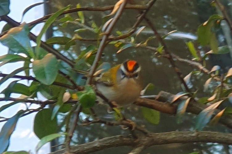 The Firecrest spotted by Julie May