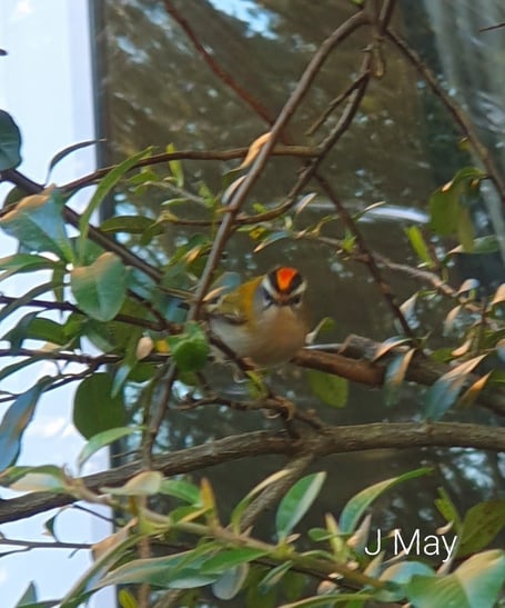 The Firecrest spotted by Julie May