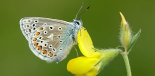 VIDEO - UK butterflies in decline: 2024 among worst years on record