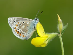 VIDEO - UK butterflies in decline: 2024 among worst years on record