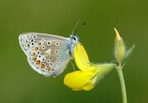 VIDEO - UK butterflies in decline: 2024 among worst years on record