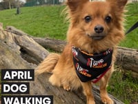Make helping charity your pet project this month