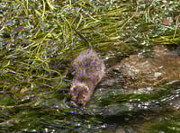 Water ‘vole-unteers’ called to survey local riverbanks this spring