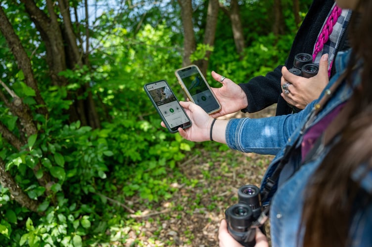 Using the Merlin app. Image ©Rachel Philipson