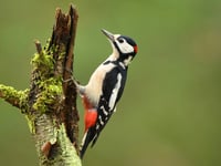 Birdsong? Here's a sound idea