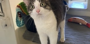 'Lovable' Lentil looking for his furr-ever home