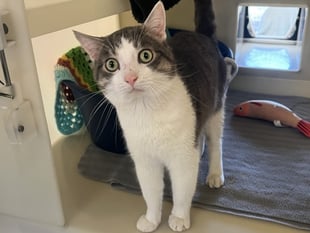 'Lovable' Lentil looking for his furr-ever home