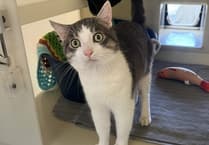 'Lovable' Lentil looking for his furr-ever home