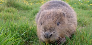 Help beavers rebuild Surrey’s natural world says Surrey Wildlife Trust