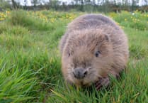 Help beavers rebuild Surrey’s natural world says Surrey Wildlife Trust