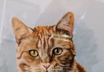 Grandson ‘killed’ grandmother’s cat at relative’s Woking home