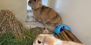 Can you give some-bunnies some love?
