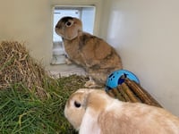 Can you give some-bunnies some love?