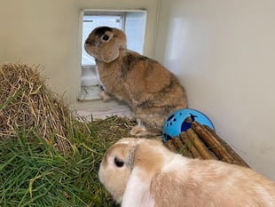 Can you give some-bunnies some love?