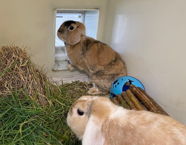 Uno and Richard, RSPCA Millbrook Chobham.