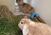 Can you give some-bunnies some love?