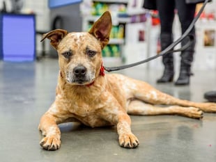 A third of dog attacks in Woking go unprosecuted 