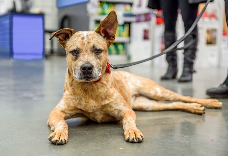 A third of dog attacks in Woking go unprosecuted 