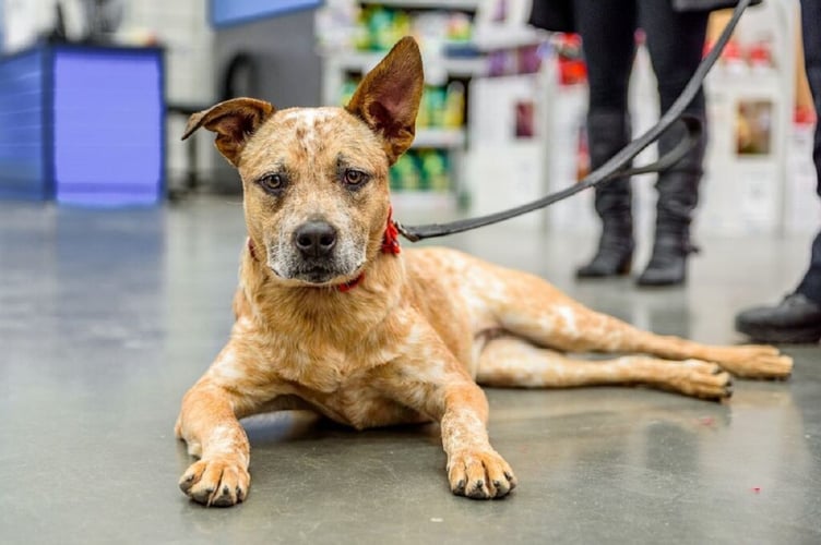 Australian Cattle Dog
More:
 Original public domain image from <a href="https://www.flickr.com/photos/cityofgreenvillenc/45266197384/" target="_blank" rel="noopener noreferrer nofollow">Flickr</a>