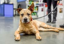 One third of dog attacks in Woking go unprosecuted